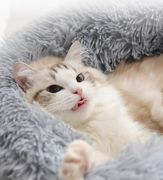 How Furro Pet Beds Help with Anxiety and Stress in Dogs & Cats