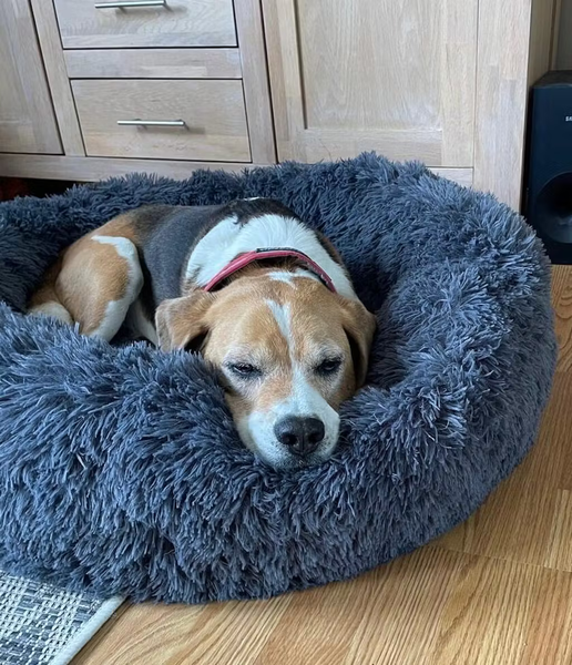 Dog on FurroBed